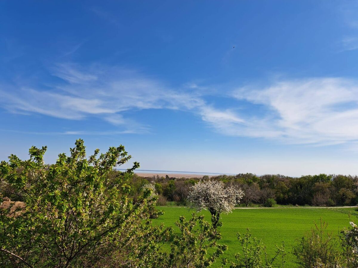 Blick über die Ebene im Burgenland mit Wiesen, Kirschbäume in voller Blüte bis zum Neusiedler See. Blauer Himmel mit leichter Bewölkung.