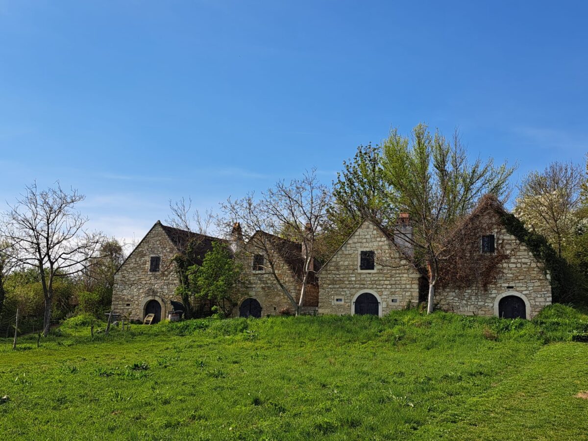 grüne Wiese und dahinter stehen alte Weinkeller-Gebäude aus Stein. Kirschblütenbäume und blauer Himmel.
