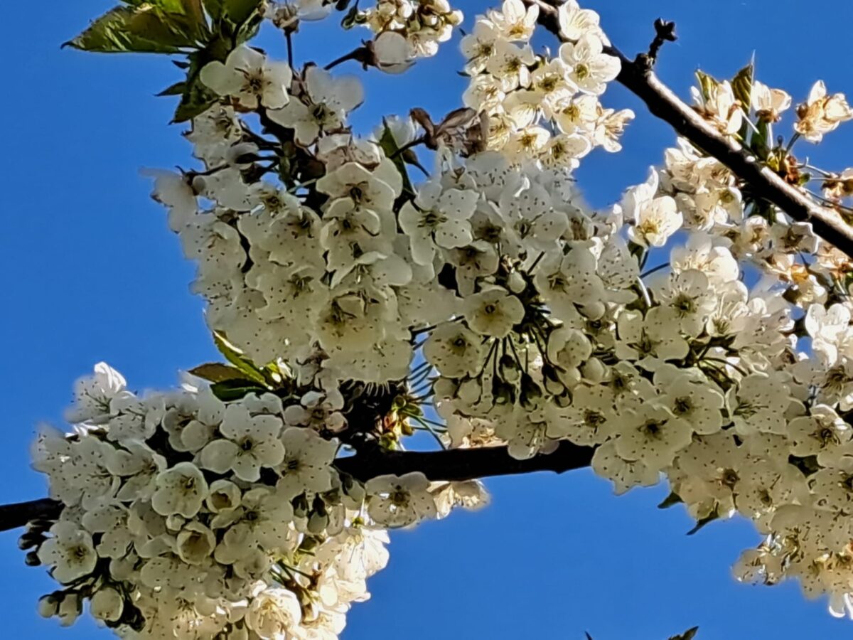 Ast mit weißen Kirschblüten, im Hintergrund blauer Himmel.