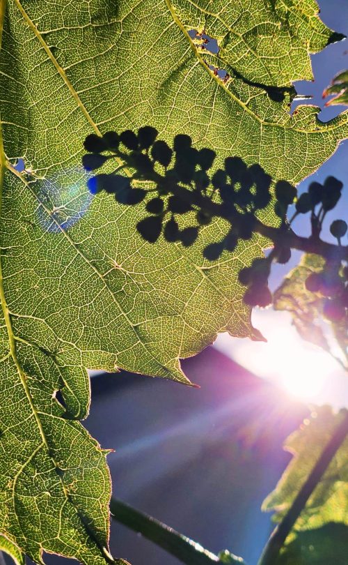 Blatt einer Weinrebe, die von hinten mit Sonnenstrahlen beschienen wird und eine Weinblüte, die Knospen trägt.