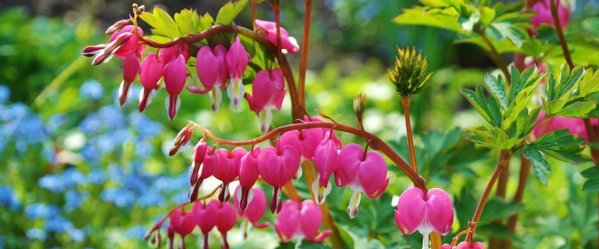 Garten, im Vordergrund ein Zweig der Blume "brutendes Herz"