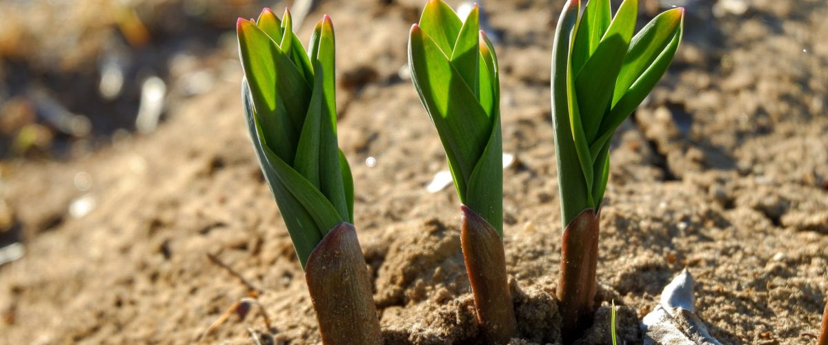 Tulpensprößlinge in der Erde