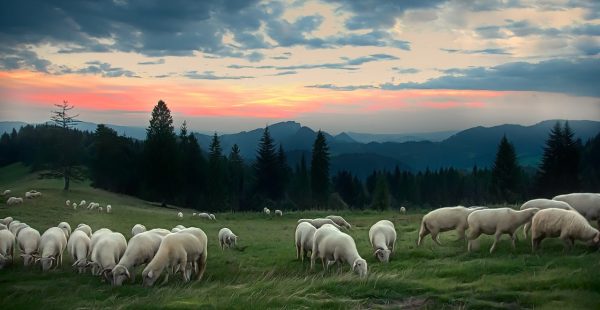 sheep-4401939_1280